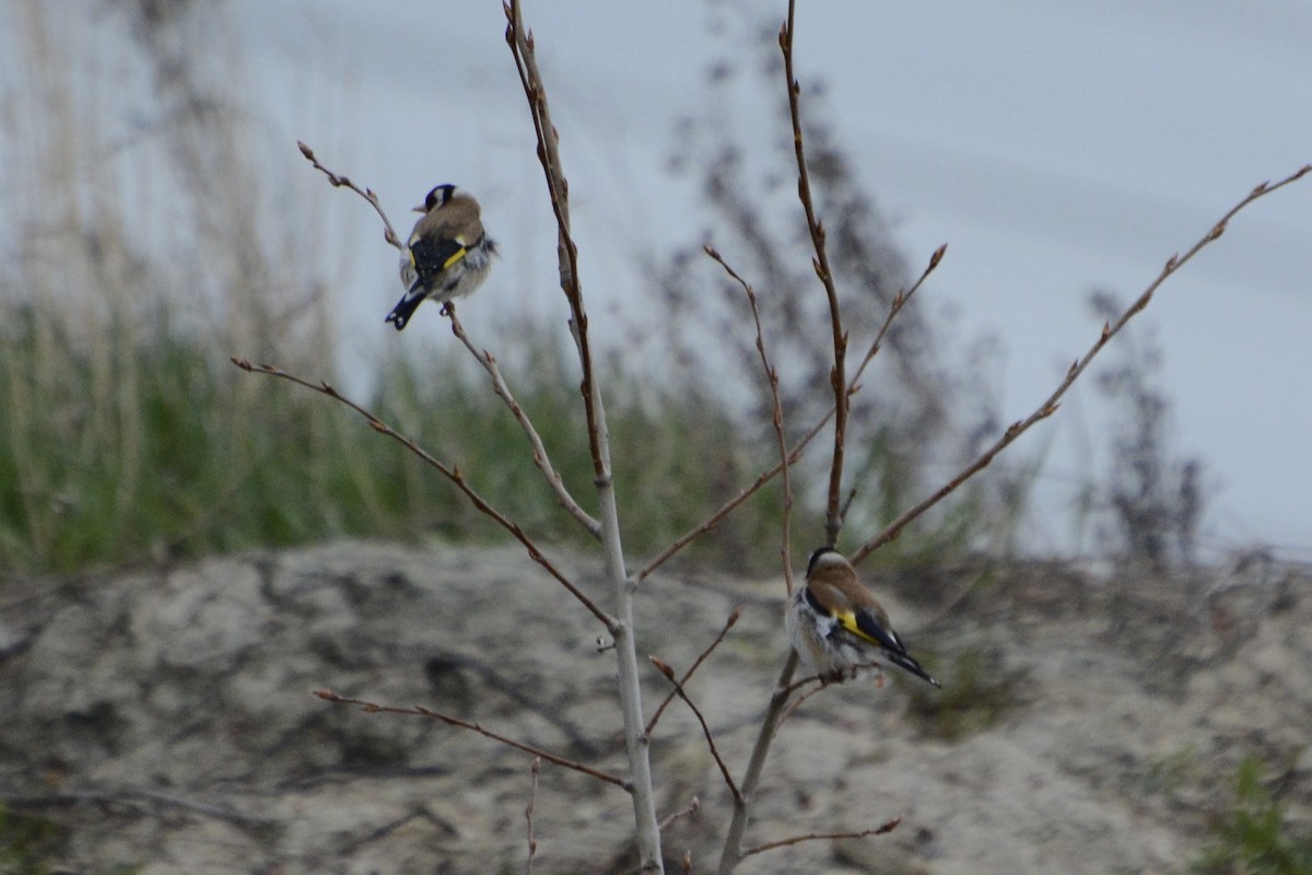 European Goldfinch - Anton Kornilov