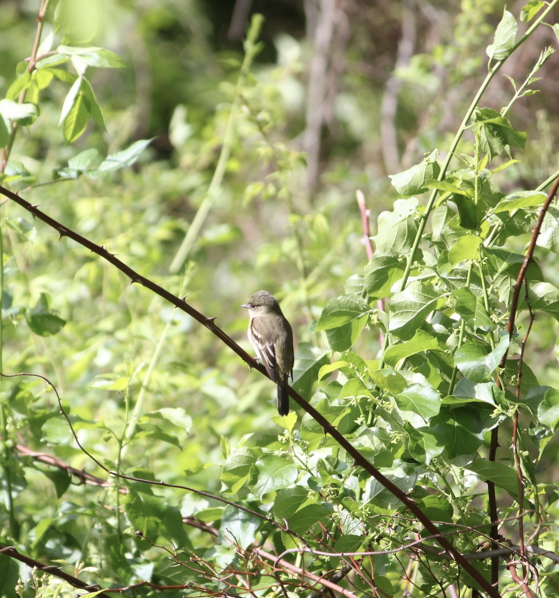 Least Flycatcher - ML618883830