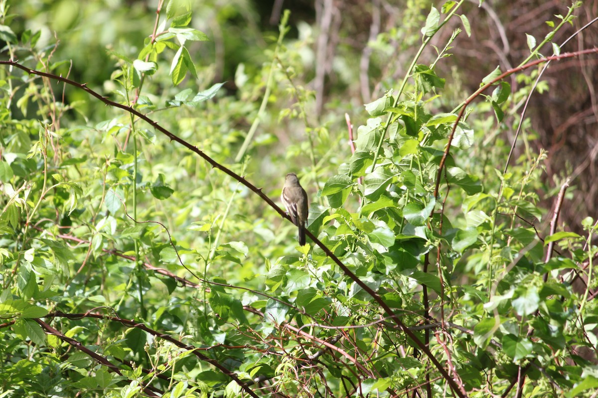 Least Flycatcher - ML618883832