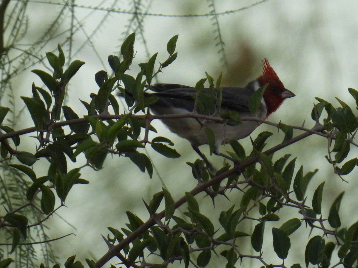 Red-crested Cardinal - Lucia Lettieri