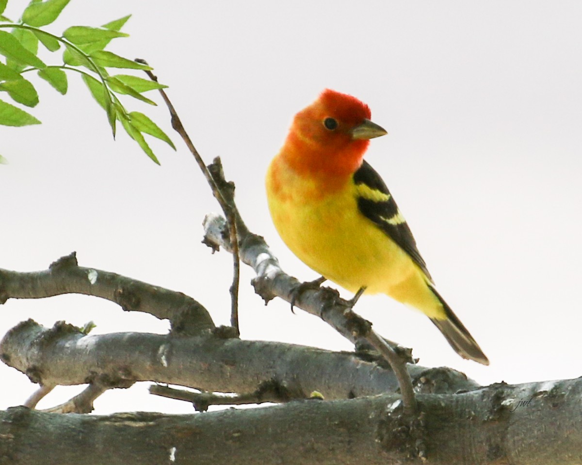 Western Tanager - Janeal W. Thompson
