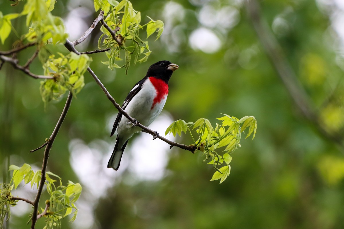 Rose-breasted Grosbeak - Michelle Chase