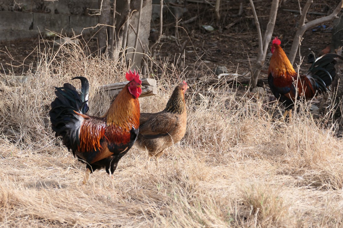 Red Junglefowl (Domestic type) - Kenrith Carter