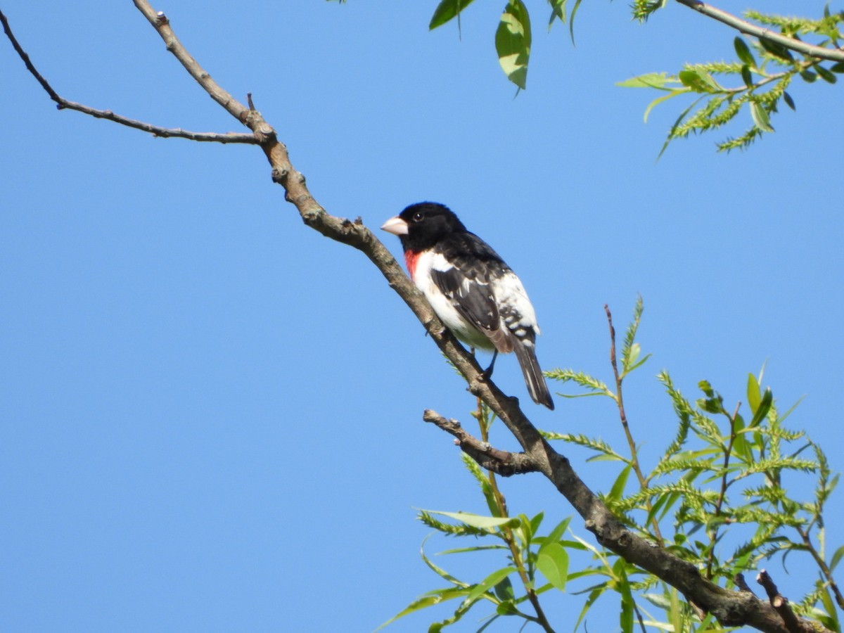 Rose-breasted Grosbeak - Patrick Heeney