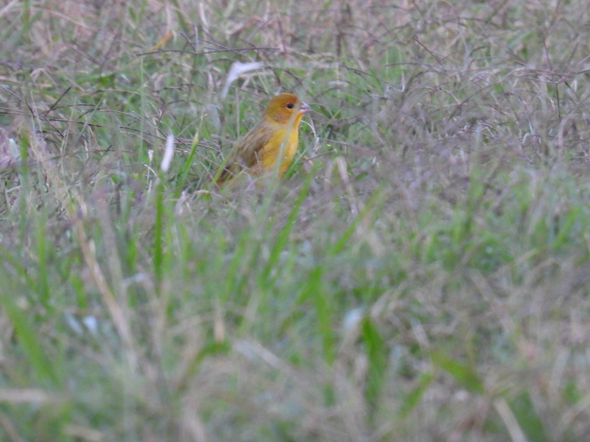 Saffron Finch - Lucia Lettieri