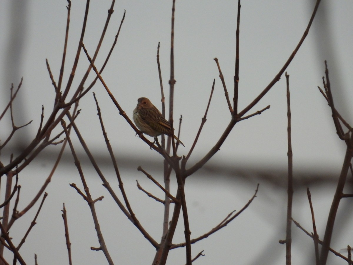 Saffron Finch - Lucia Lettieri