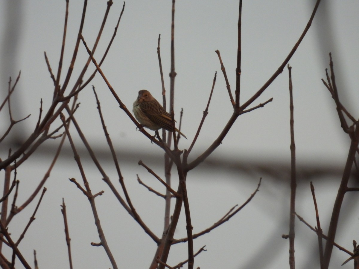 Saffron Finch - Lucia Lettieri