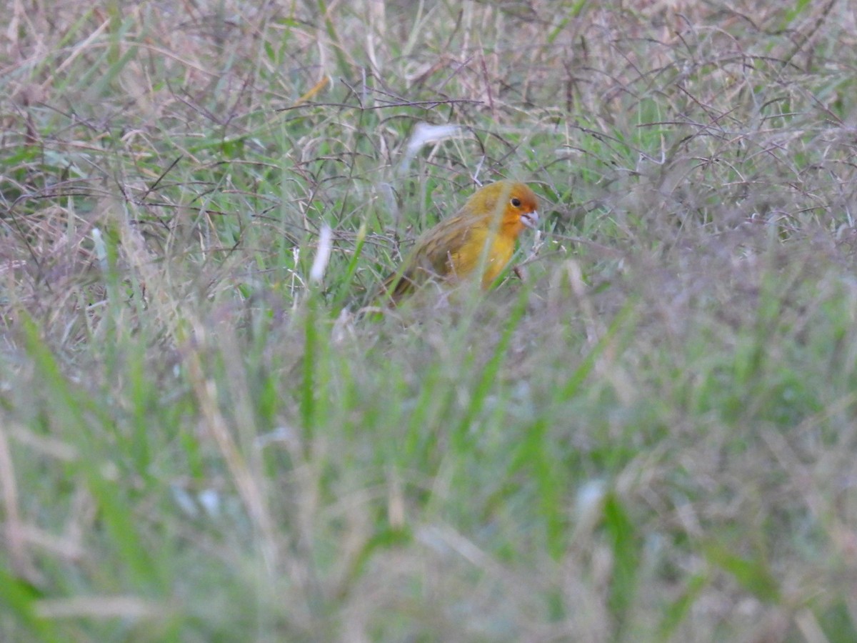 Saffron Finch - ML618883877