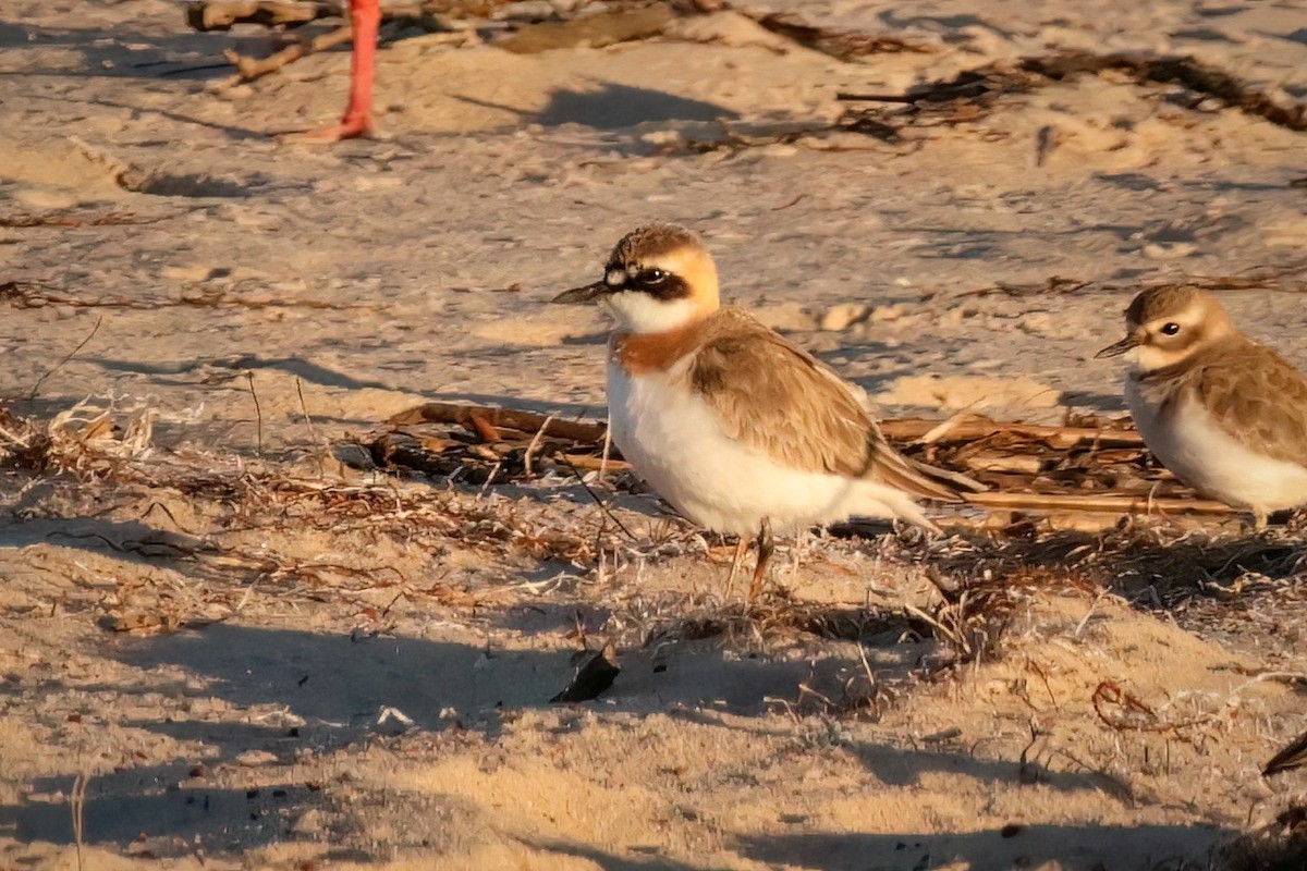 Greater Sand-Plover - Marian W