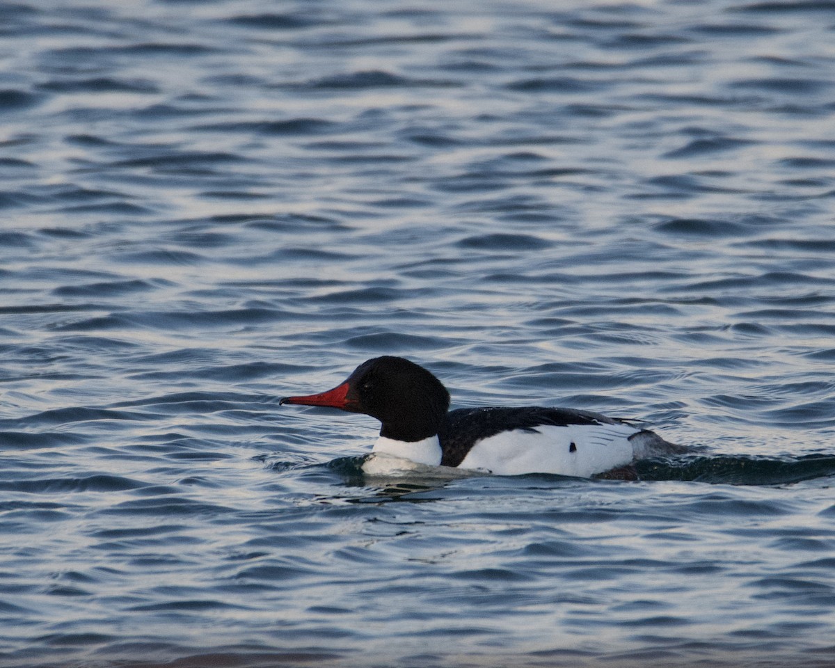 Common Merganser - Larry Waddell