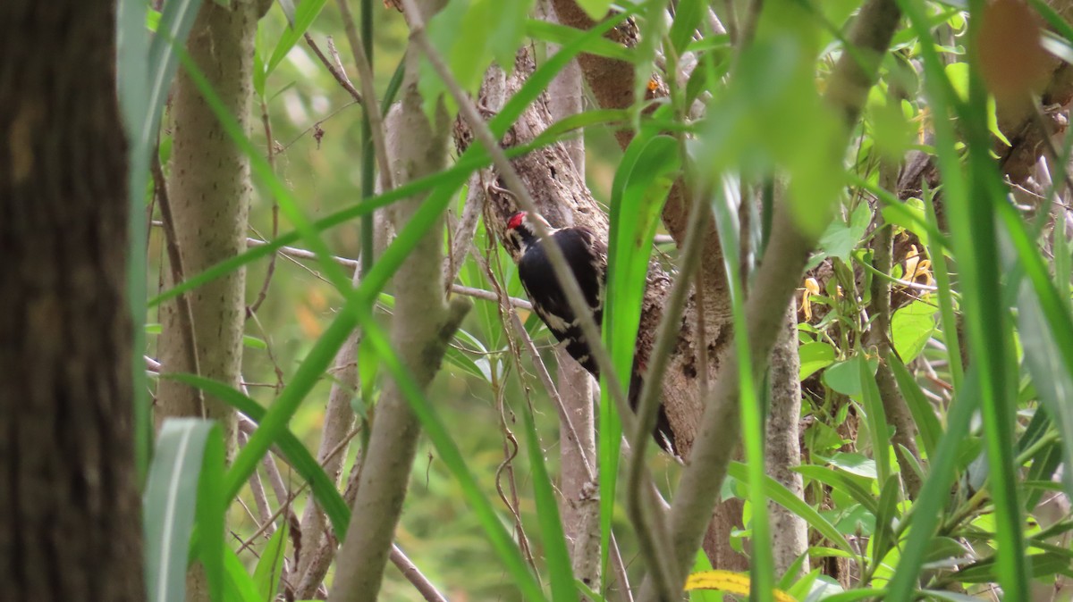 Great Spotted Woodpecker - Mu-Ming Lin