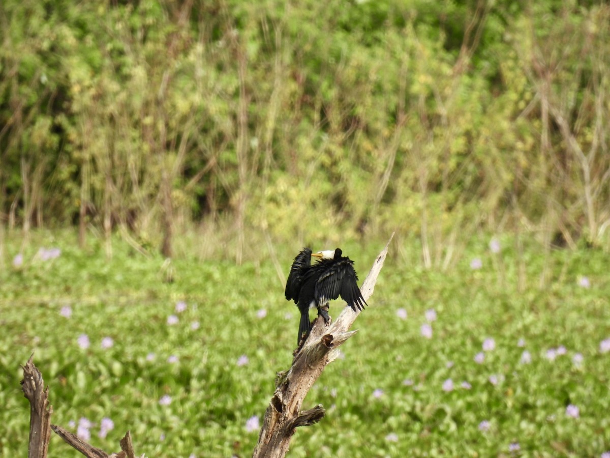 Little Pied Cormorant - ML618883901