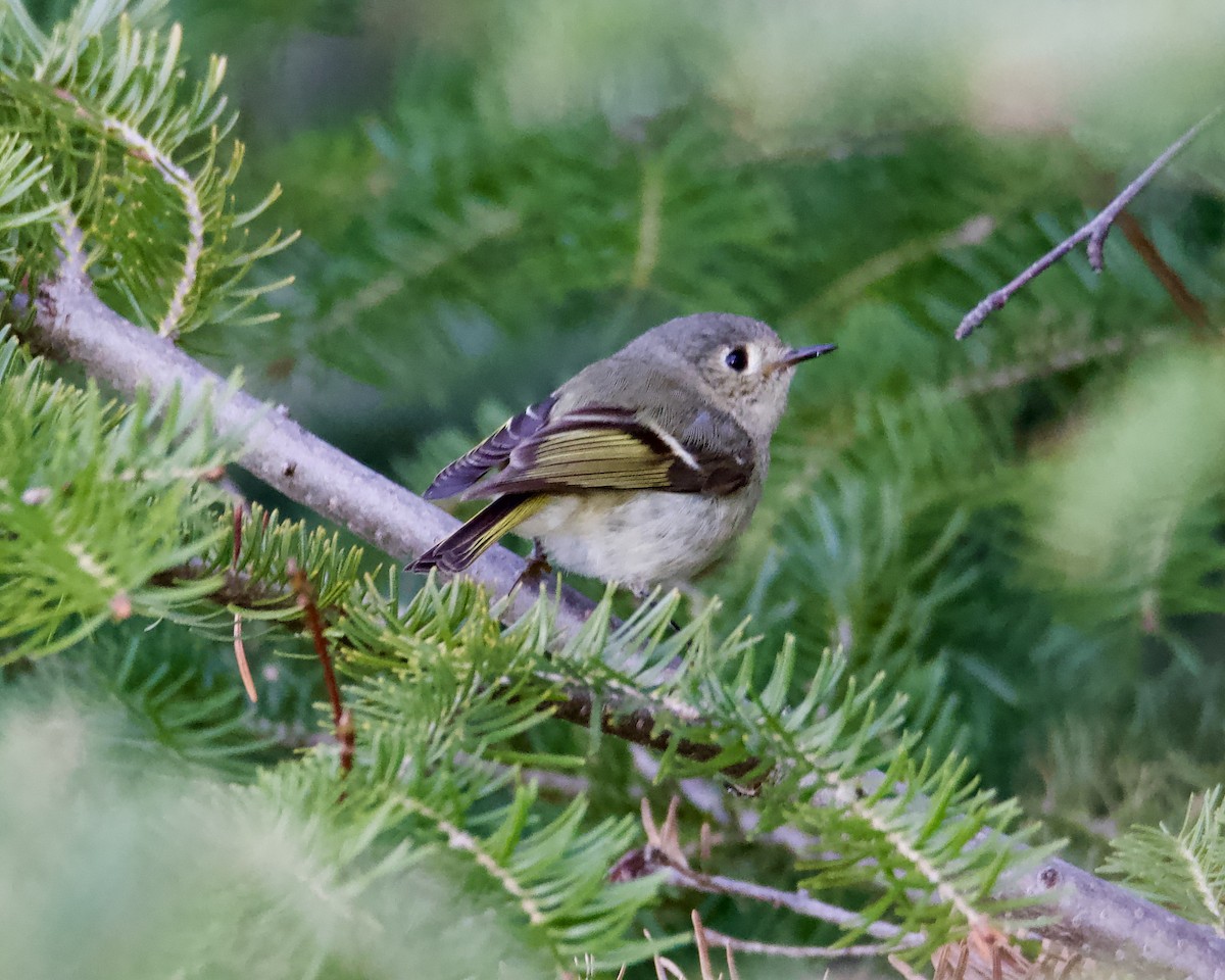 Ruby-crowned Kinglet - Larry Waddell