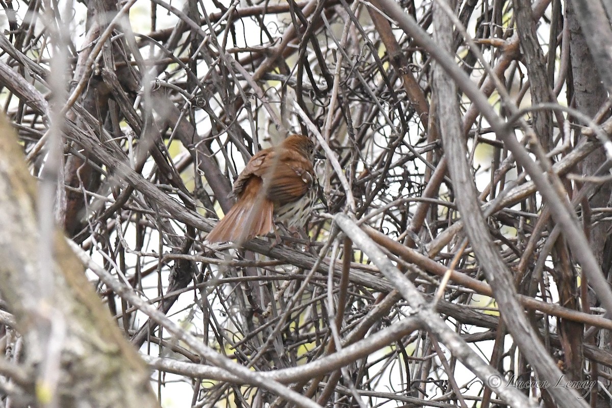 Brown Thrasher - Lucien Lemay