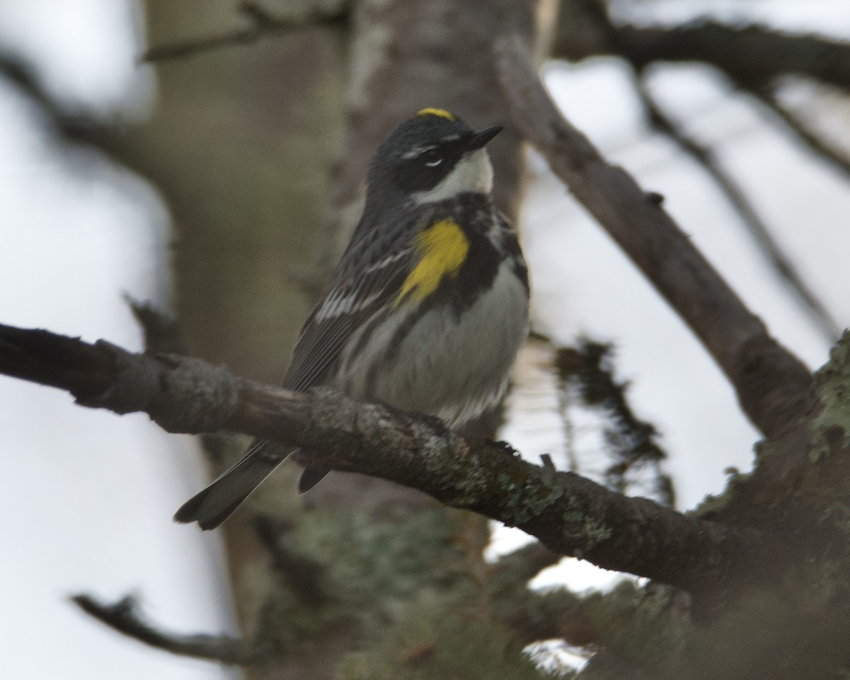 Yellow-rumped Warbler - Larry Waddell