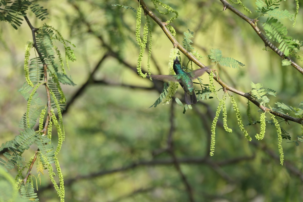 Antillean Crested Hummingbird (Grenadines and Grenada) - Kenrith Carter
