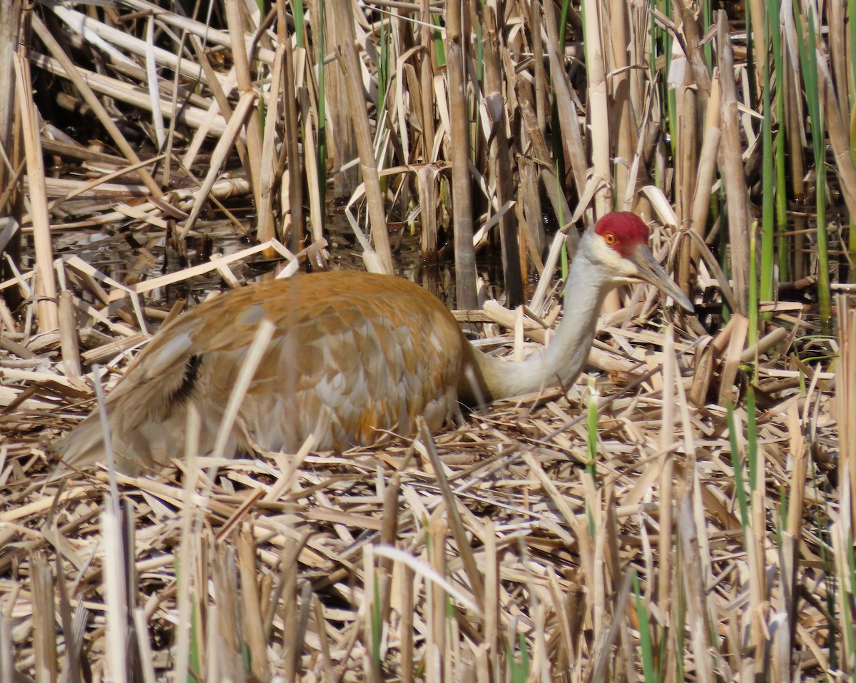 Sandhill Crane - Robin Wolcott