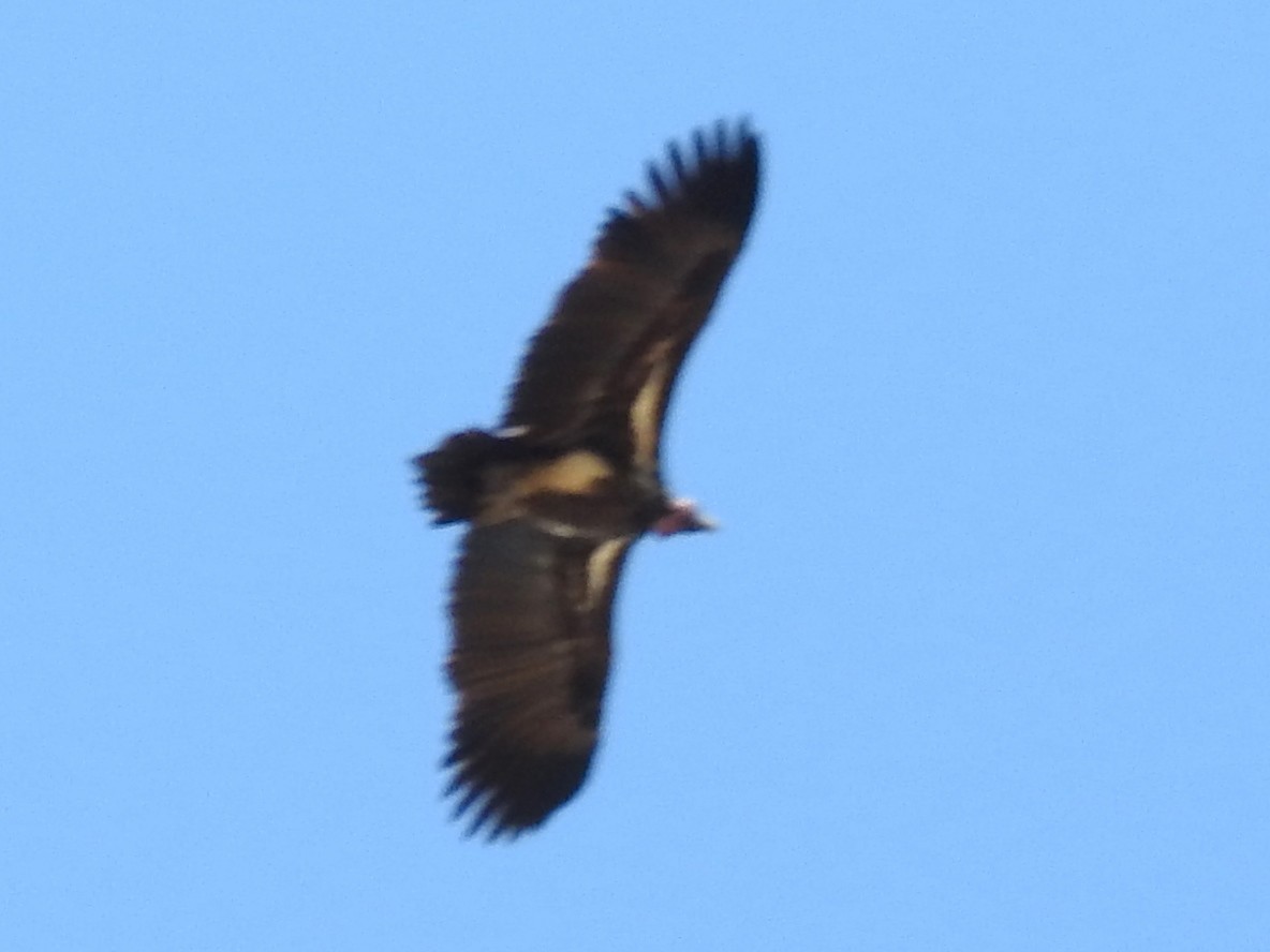 Lappet-faced Vulture - Clare Mateke