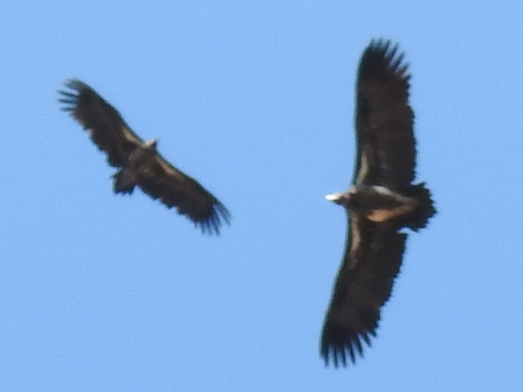 Lappet-faced Vulture - ML618883939