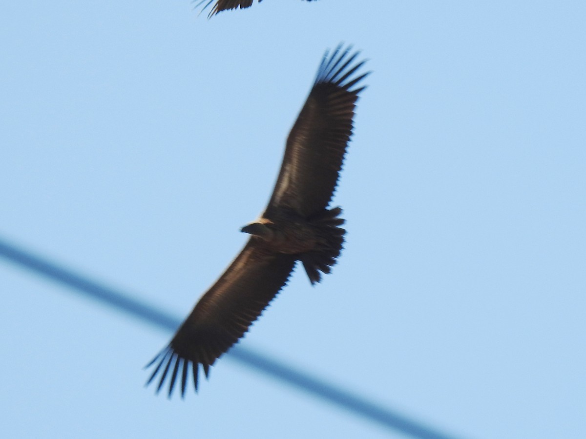 White-backed Vulture - ML618883945