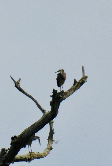 White-faced Heron - Mayumi Green