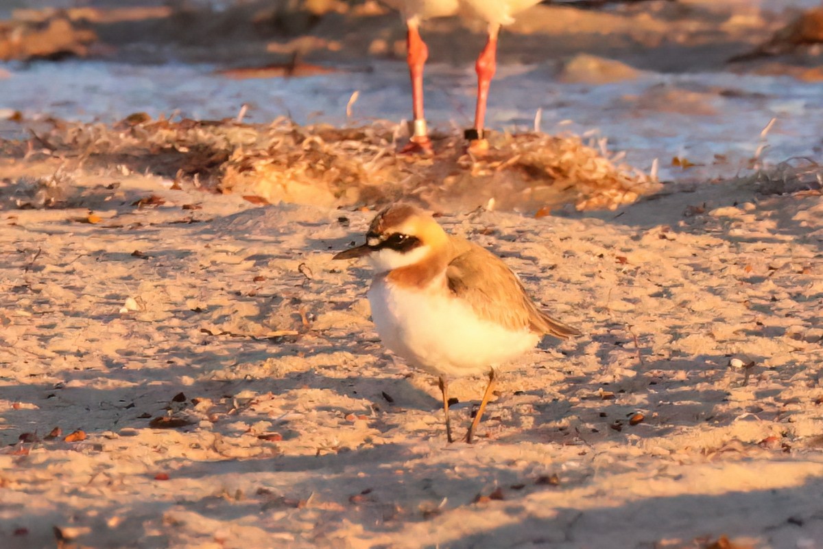 Greater Sand-Plover - Marian W