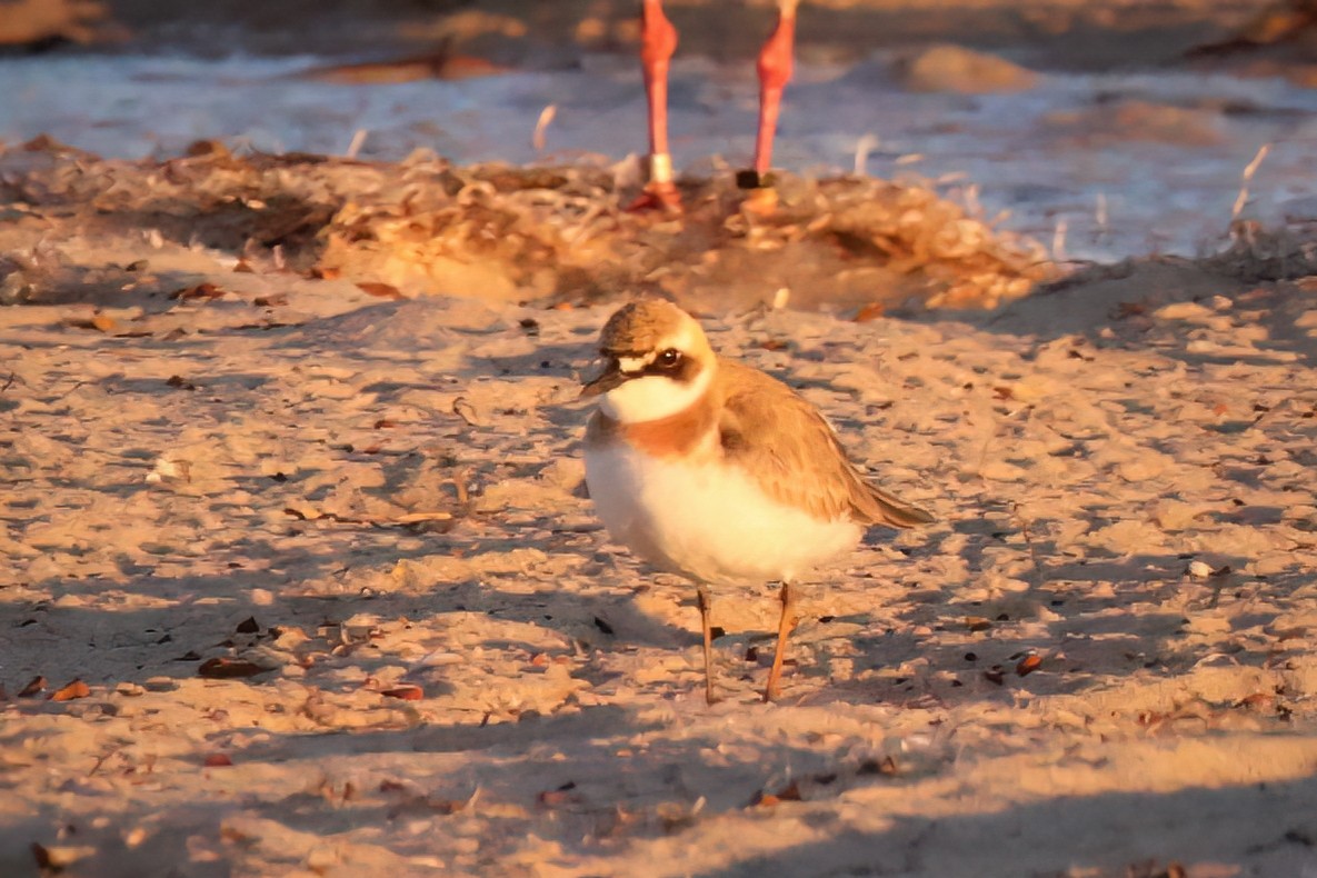 Greater Sand-Plover - Marian W
