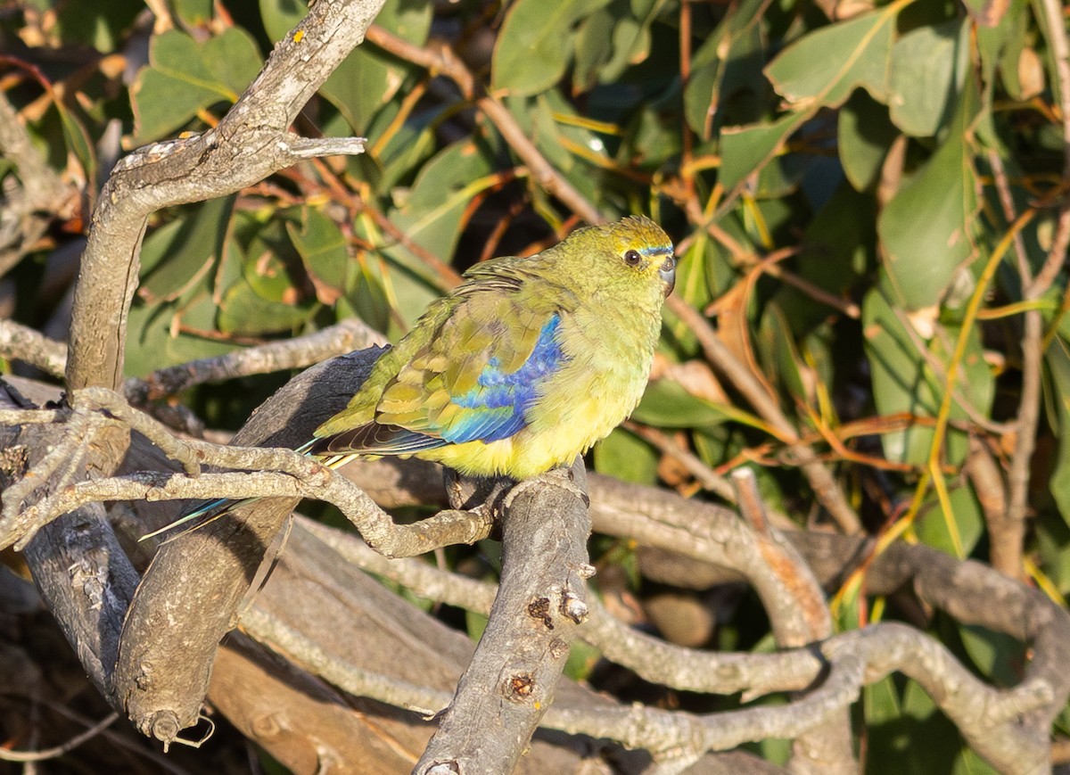 Blue-winged Parrot - Pedro Nicolau