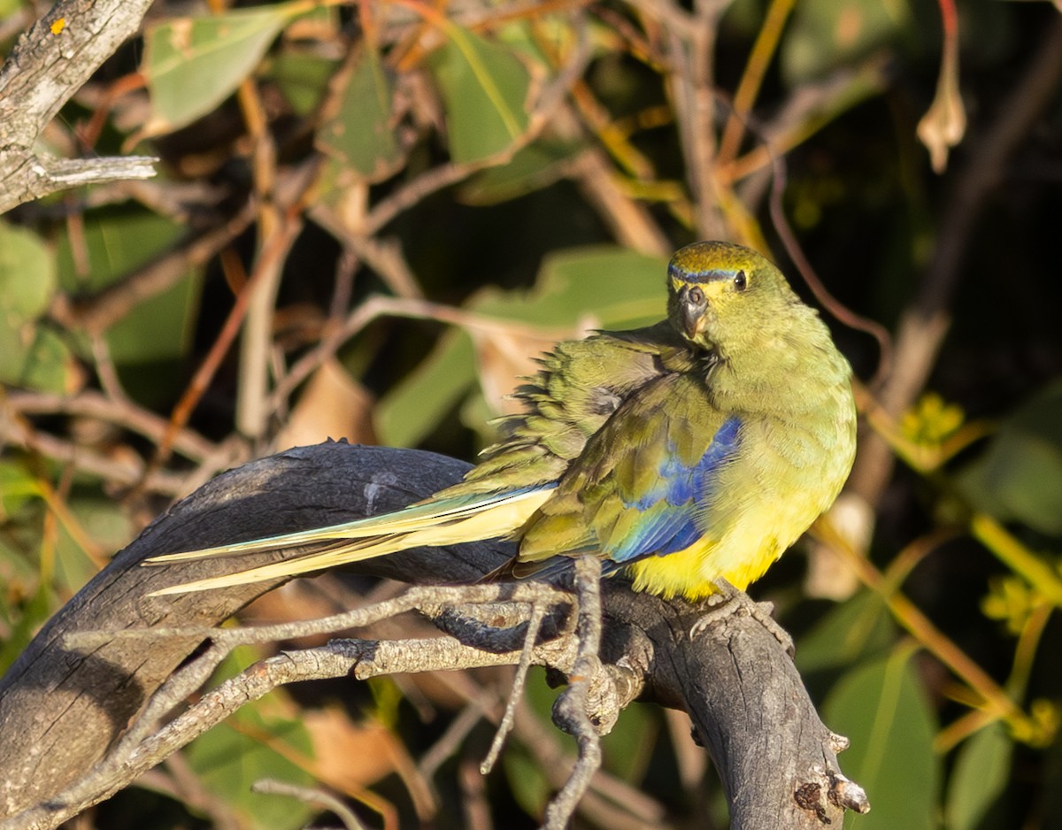 Blue-winged Parrot - Pedro Nicolau