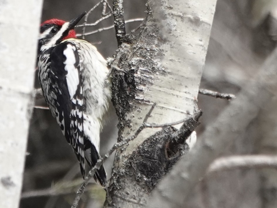 Yellow-bellied Sapsucker - ML618883992