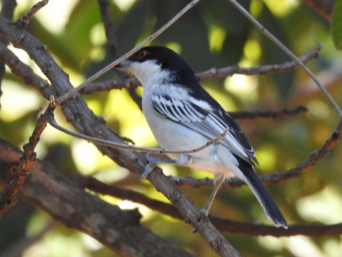 Black-backed Puffback - ML618884000