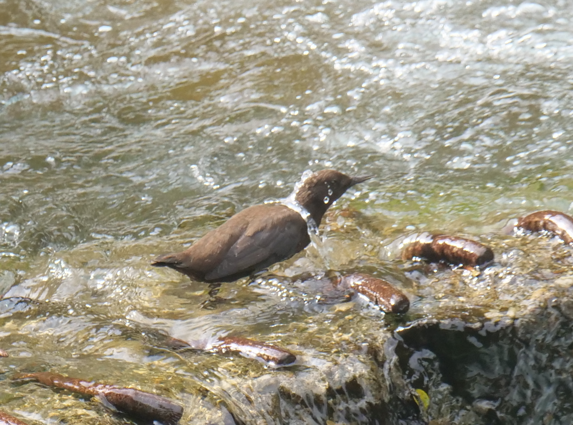 Brown Dipper - ML618884006