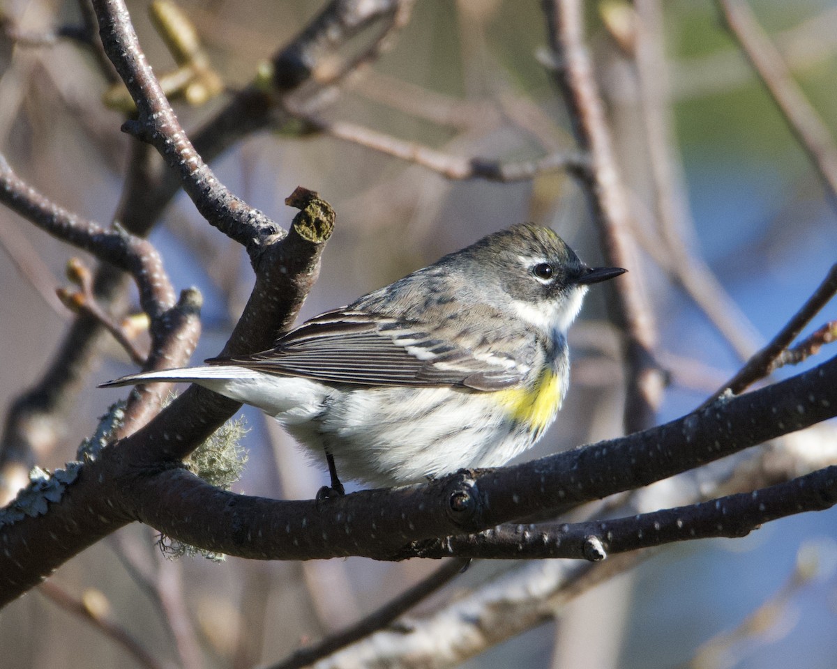 Yellow-rumped Warbler - Larry Waddell