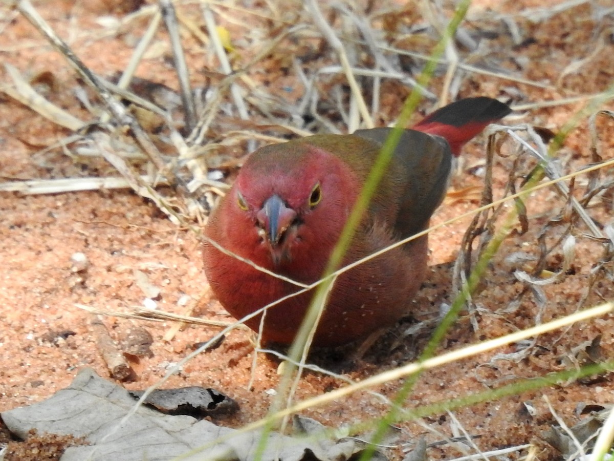 Red-billed Firefinch - ML618884022