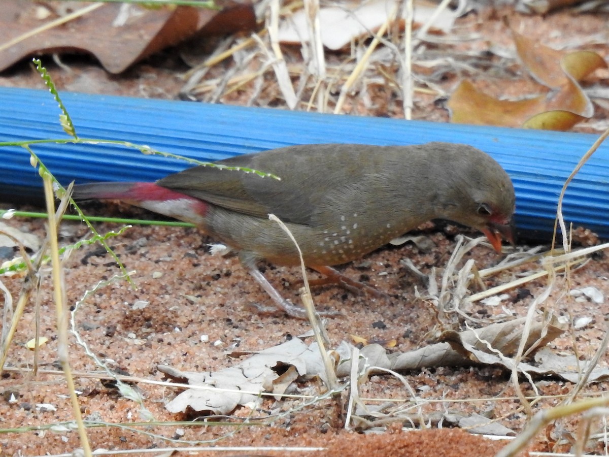 Red-billed Firefinch - ML618884023