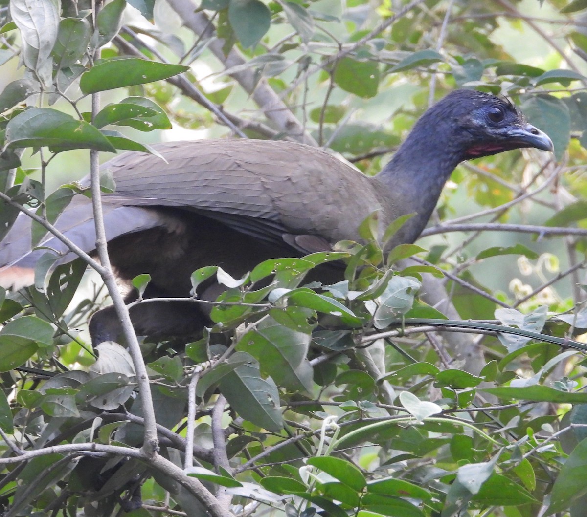 Rufous-vented Chachalaca - Wilmer Dallos