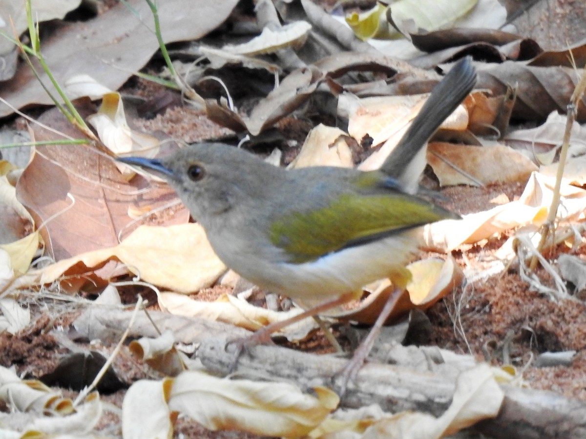 Green-backed Camaroptera (Gray-backed) - Clare Mateke