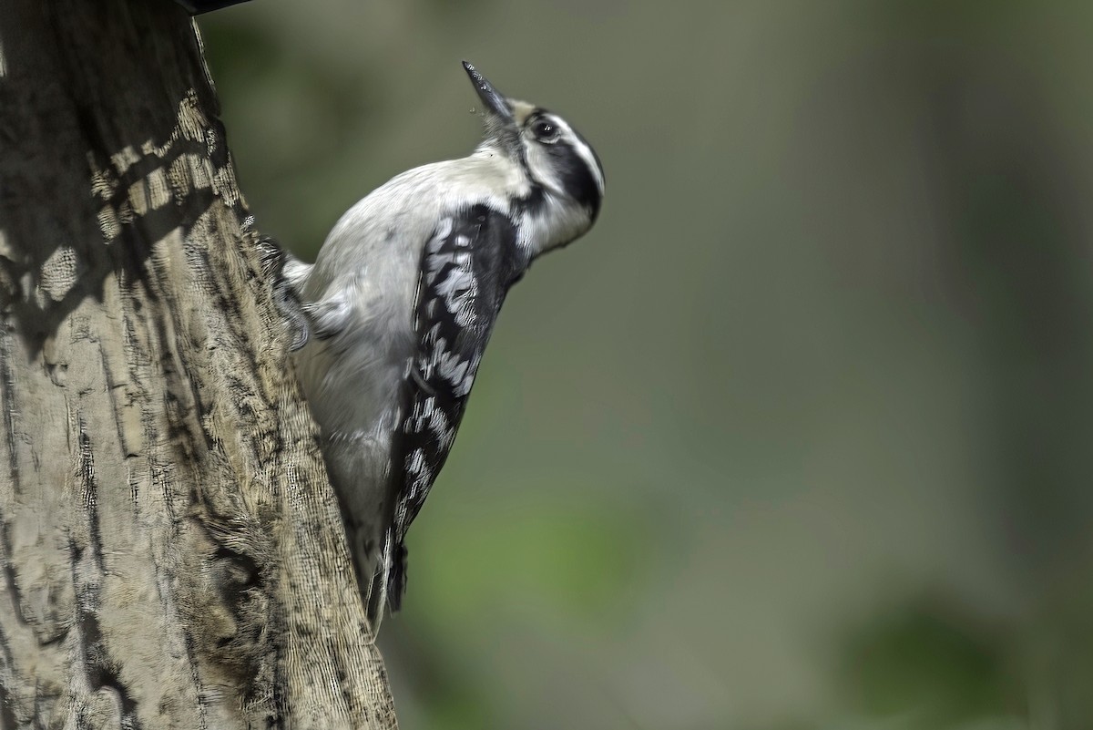 Downy Woodpecker - Jim Tonkinson