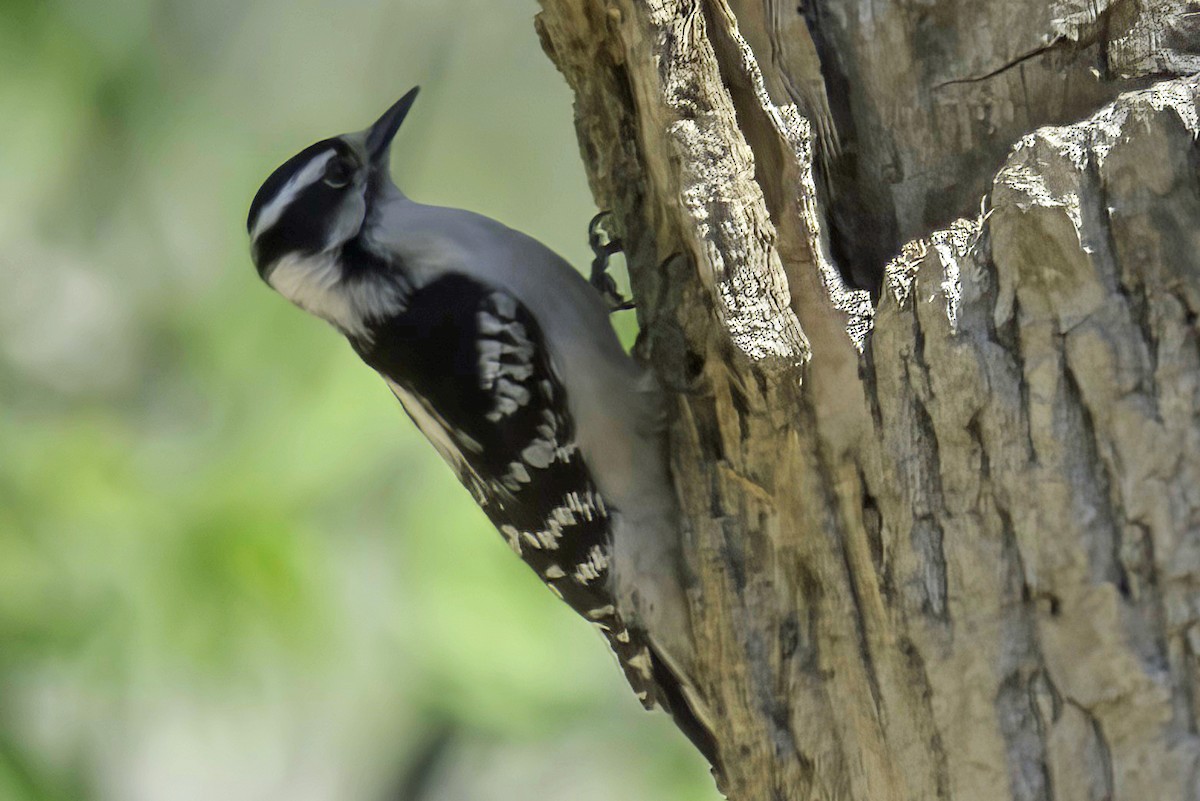 Downy Woodpecker - Jim Tonkinson