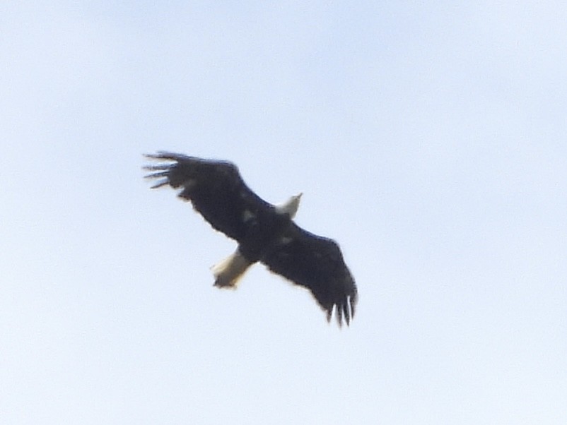 Bald Eagle - ML618884053