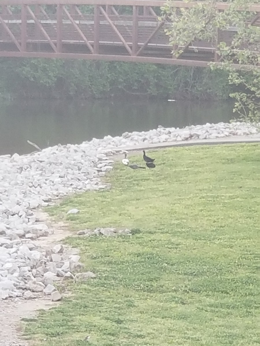 Mallard (Domestic type) - ML618884092