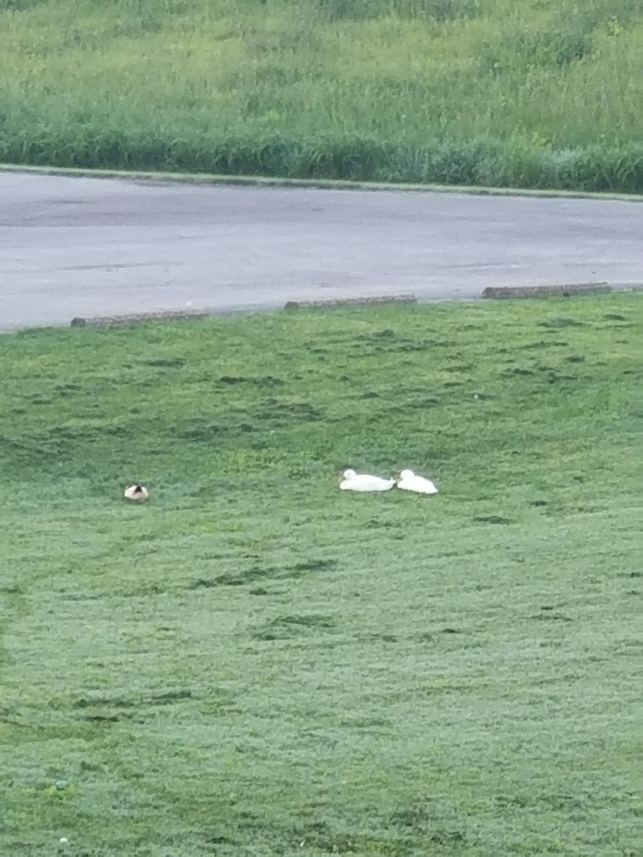 Mallard (Domestic type) - ML618884105