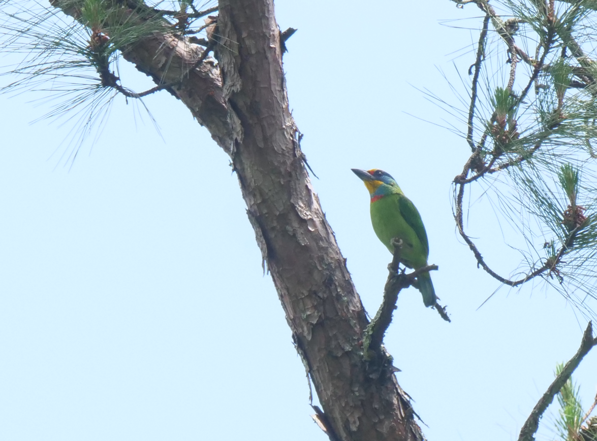 Taiwan Barbet - ML618884143