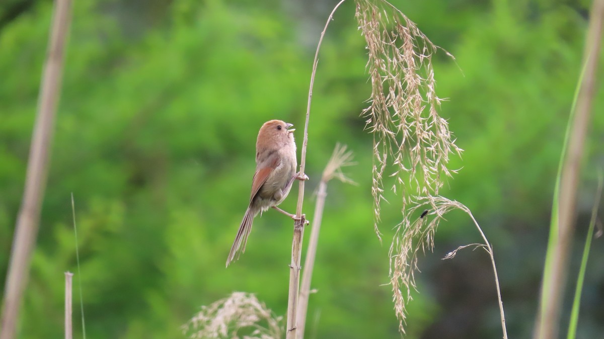 Vinous-throated Parrotbill - Mu-Ming Lin