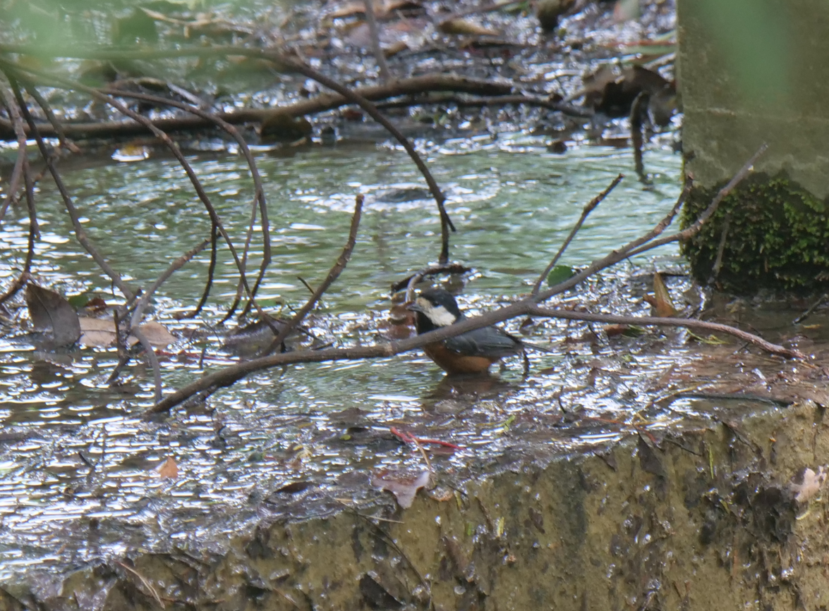 Chestnut-bellied Tit - ML618884151