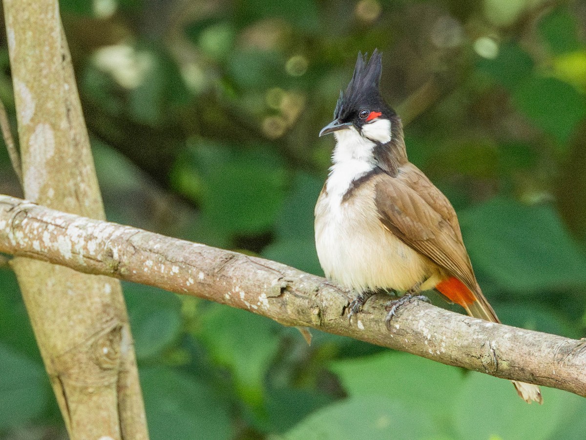 Red-whiskered Bulbul - Garret Skead