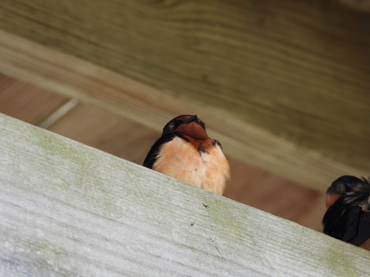 Barn Swallow - Patrick Heeney