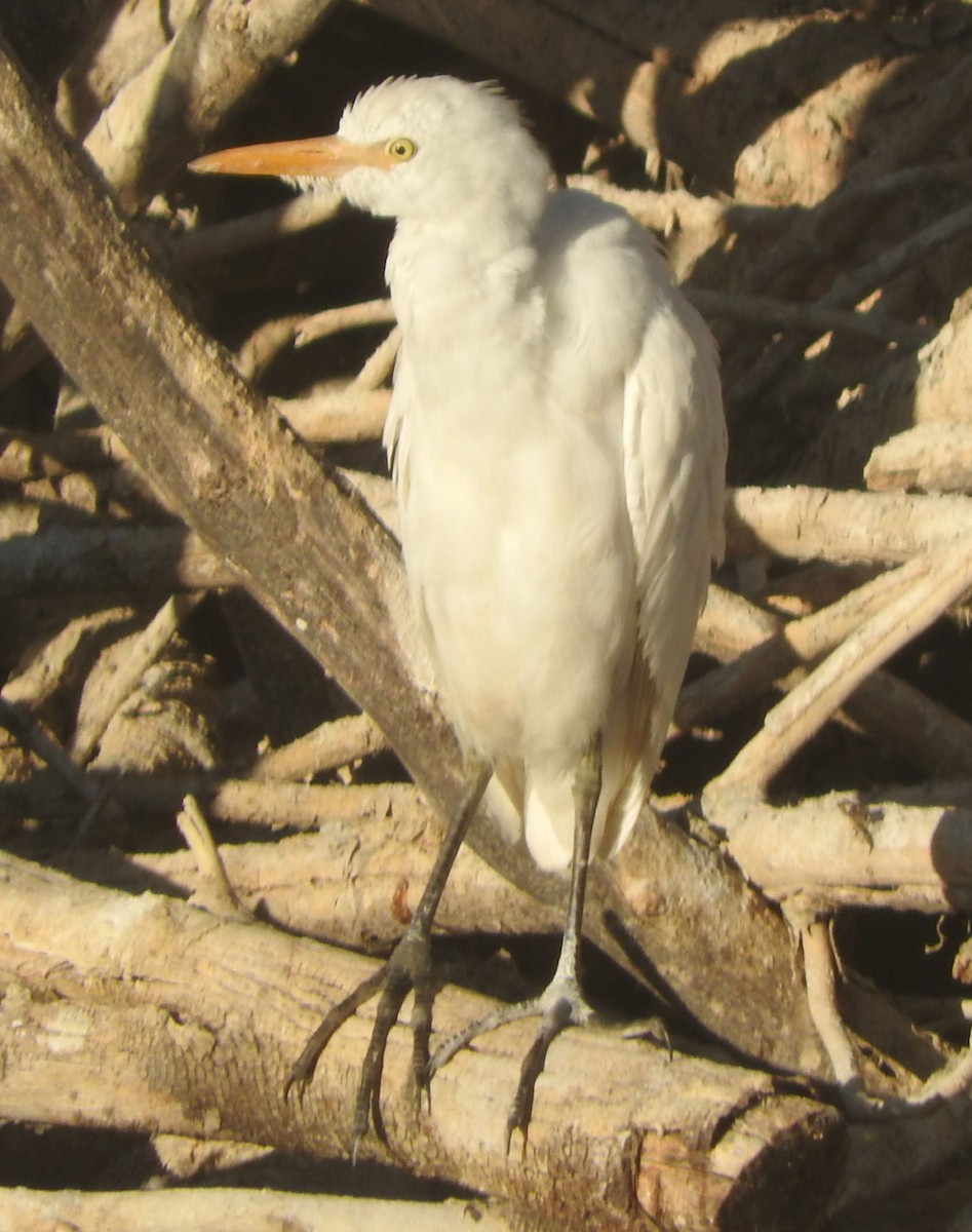 Western Cattle Egret - Dieter Oschadleus