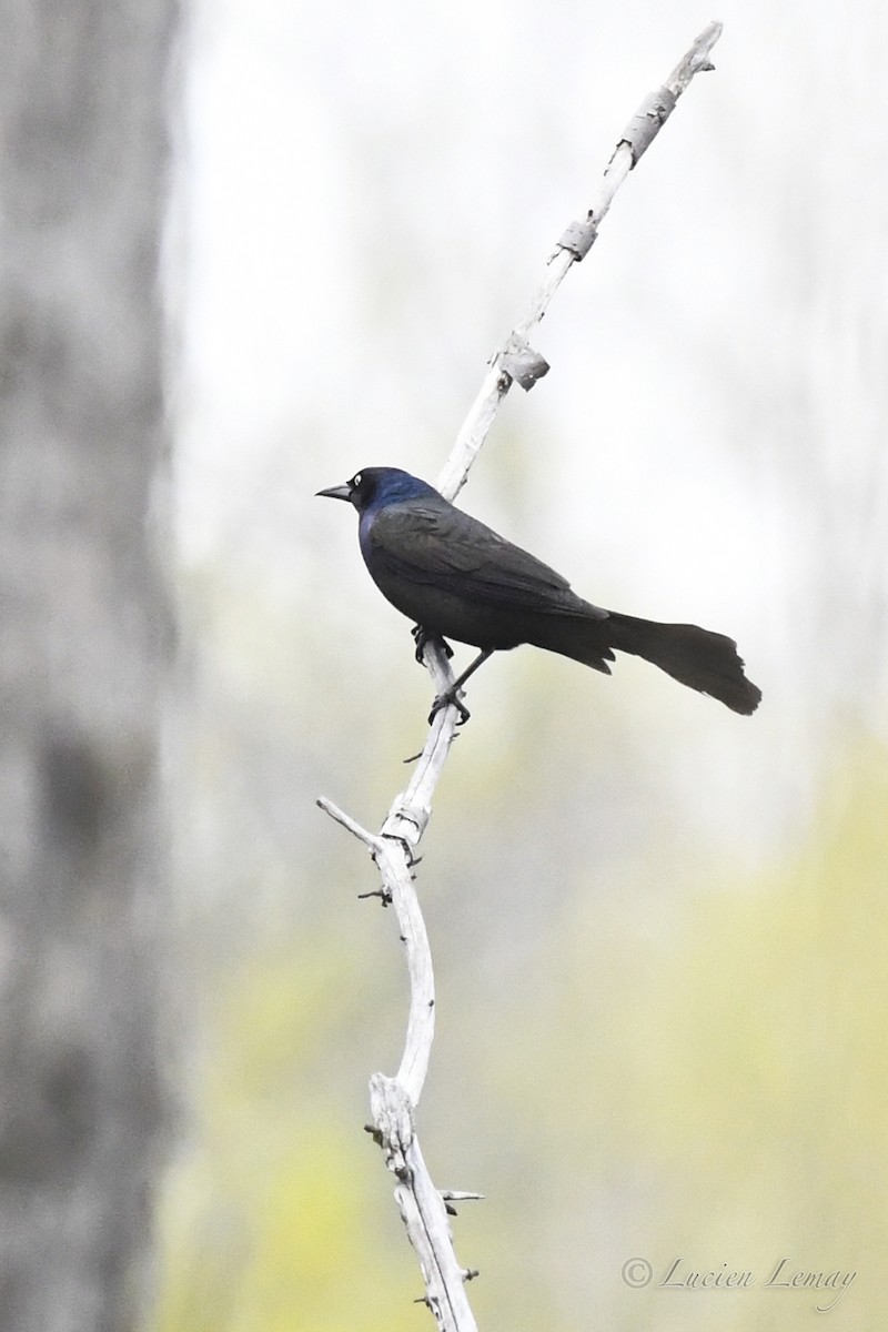 Common Grackle - Lucien Lemay