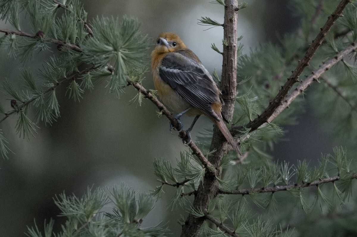 Baltimore Oriole - Kevin Thompson